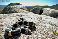 California Kingsnake