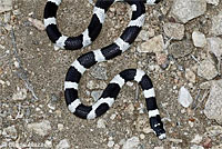California Kingsnake