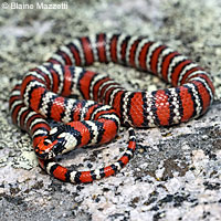 Baja California Gopher Snake