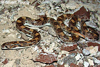 Baja California Rattlesnake 