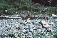 Western Pond Turtle Habitat