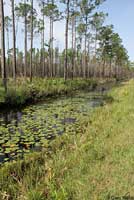 Florida Cricket Frog habitat