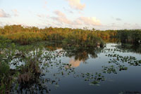 Green Treefrog habitat