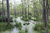 Green Frog habitat