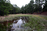 Blanchard's Cricket Frog habitat