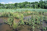 Northern Red-bellied Cooter habitat