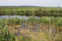 Florida Watersnake habitat