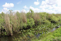 Southern Toad habitat