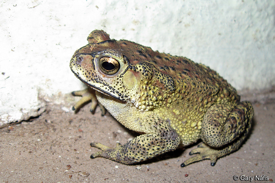 Duttaphrynus Bufo Melanostictus Common Indian Toad
