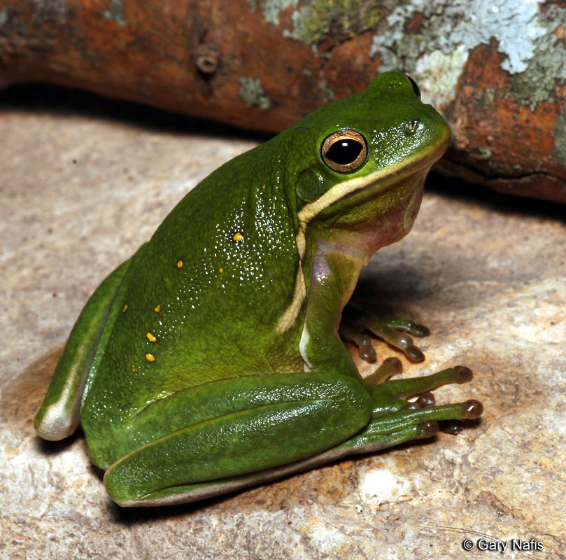 green treefrog