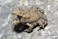 Eastern American Toad