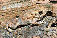 Eastern American Toad