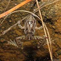 Eastern Cricket Frog