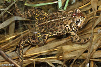Canadian Toad