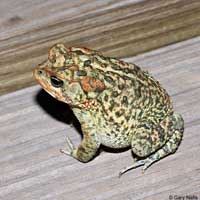 Southern Toad
