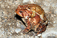 american toads