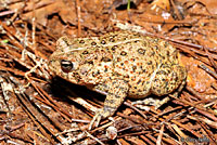 Houston Toad