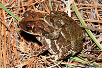 houston toad