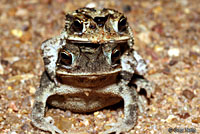 gulf coast toads
