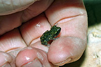 Cliff Chirping Frog