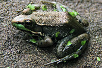 Green Frog