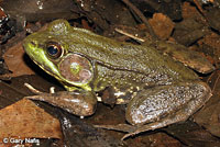 Green Frog