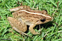 Long-legged Cricket Frog
