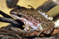 Spotted Chorus Frog