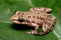 upland chorus frog