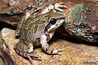 Strecker's Chorus Frog