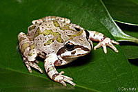 Strecker's Chorus Frog