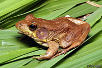 bronze frog