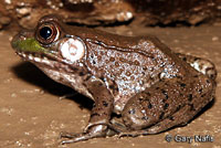 northern green frog