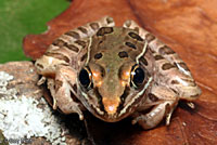 Southern Leopard Frog