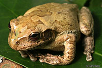 Mexican Treefrog