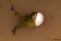 Couch's Spadefoot