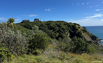 Eastern Six-lined Racerunner habitat