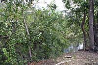 Puerto Rican Crested Anole habitat