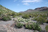 Chihuahuan Greater Earless Lizard habitat