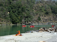 Kashmiri Rock Agama