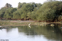 Bengal Monitor habitat