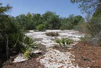 Florida Sand Skink habitat