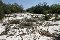 Florida Sand Skink habitat