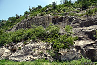 Merriam's Canyon Lizard habitat