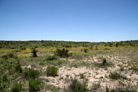 Trans-Pecos Striped Whiptail habitat