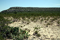 Trans-Pecos Striped Whiptail habitat