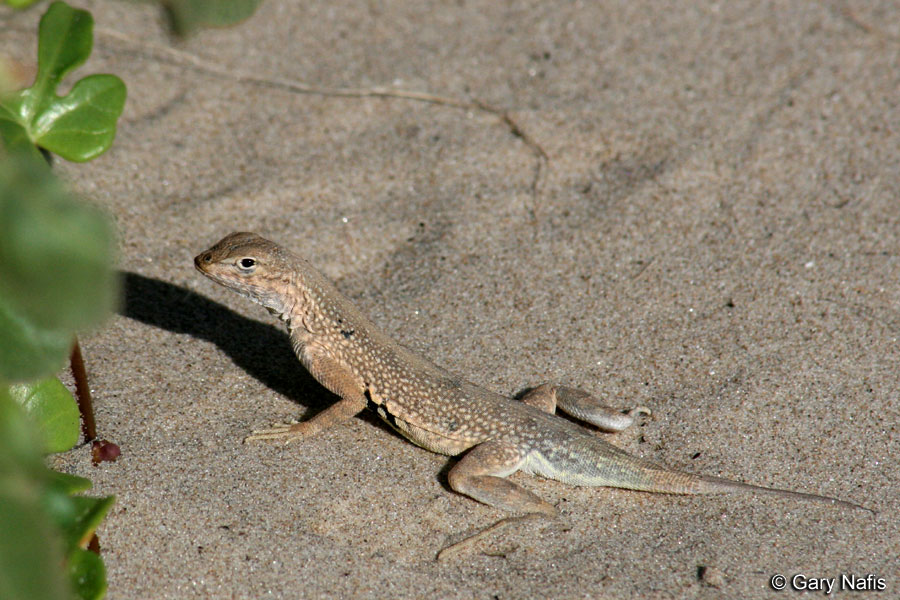 lizard on the white