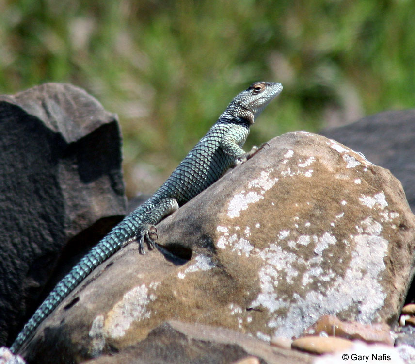 Blue Saphir Lizard Calvi : r/luxurypurses