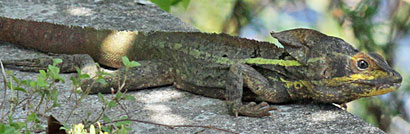 Brown Basilisk