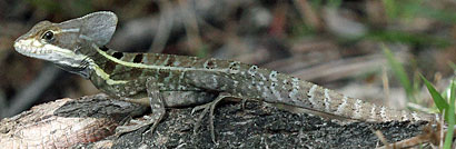 Brown Basilisk